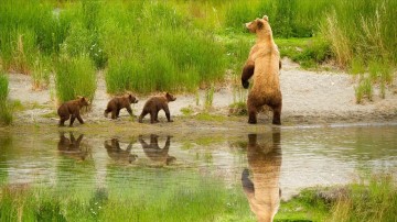 From Photos Realistic Painting - Bear Family near River in Spring Painting from Photos to Art